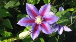Bosrank (Clematis 'Barbara Jackman') -Tuinplanten Winkel 20121030142321 1