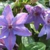 Bosrank (Clematis 'Minister') -Tuinplanten Winkel 20121030162046 1