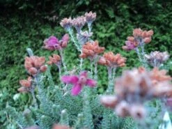 Gewone Dopheide (Erica Tetralix) -Tuinplanten Winkel 20121113145419 1