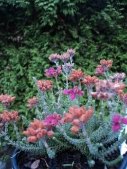 Gewone Dopheide (Erica Tetralix) -Tuinplanten Winkel 20121113145446 1