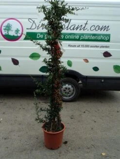 Vuurdoorn (Pyracantha 'Red Column') 19 Vuurdoorn (Pyracantha 'Red Column') -Tuinplanten Winkel 20121113145745 3