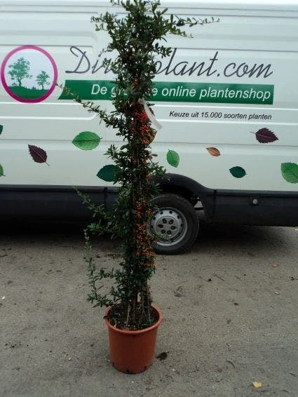 Vuurdoorn (Pyracantha 'Red Column') 10 Vuurdoorn (Pyracantha 'Red Column') - Afbeelding 8