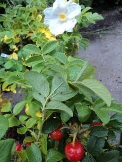 Rimpelroos (Rosa Rugosa 'Alba') -Tuinplanten Winkel 20121113145815 2