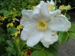 Rimpelroos (Rosa Rugosa 'Alba') -Tuinplanten Winkel 20121113145829 2