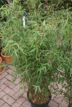 Niet Woekerende Bamboe (Fargesia 'Jiuzhaigou') 29 Niet Woekerende Bamboe (Fargesia 'Jiuzhaigou') -Tuinplanten Winkel 20121113150728 4