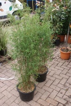 Niet Woekerende Bamboe (Fargesia 'Jiuzhaigou') 31 Niet Woekerende Bamboe (Fargesia 'Jiuzhaigou') -Tuinplanten Winkel 20121113150857 4