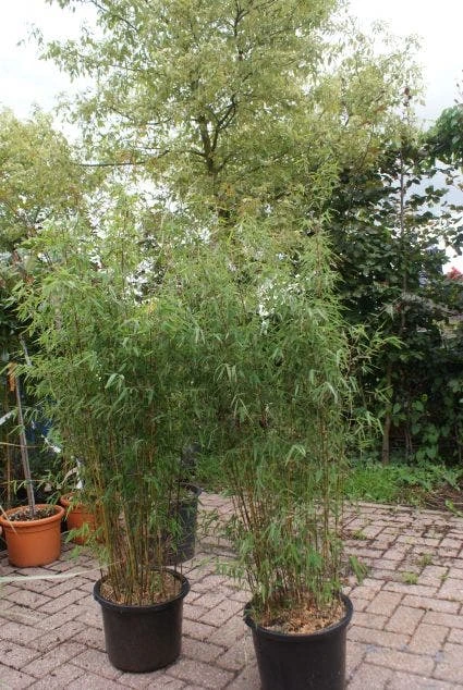 Niet Woekerende Bamboe (Fargesia 'Jiuzhaigou') 16 Niet Woekerende Bamboe (Fargesia 'Jiuzhaigou') - Afbeelding 14