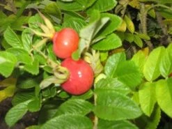 Rimpelroos (Rosa Rugosa) 10 Rimpelroos (Rosa Rugosa) -Tuinplanten Winkel 20121121135619 2