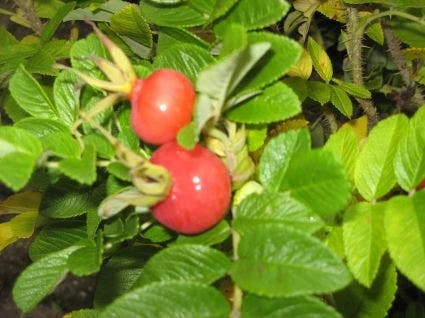 Rimpelroos (Rosa Rugosa) 5 Rimpelroos (Rosa Rugosa) - Afbeelding 3