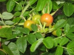 Rimpelroos (Rosa Rugosa 'Alba') -Tuinplanten Winkel 20121121135740 2