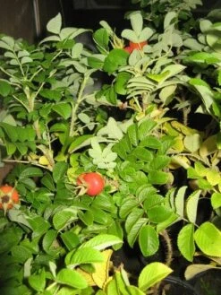 Rimpelroos (Rosa Rugosa 'Rubra') -Tuinplanten Winkel 20121121135909 2