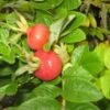 Rimpelroos (Rosa Rugosa 'Rubra') -Tuinplanten Winkel 20121121135922 2