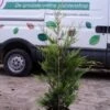 Haagconifeer (Cupressocyparis Leylandii 'Castlewellan Gold' ) -Tuinplanten Winkel 20121121141543 23