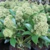 Skimmia (Skimmia Japonica 'Fragrant Cloud') -Tuinplanten Winkel 20121121145151 2