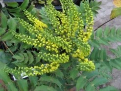Mahoniestruik (Mahonia Media 'Charity') -Tuinplanten Winkel 20121121145708 3