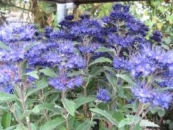 Caryopteris (Caryopteris Clandonensis 'Grand Blue') 14 Caryopteris (Caryopteris Clandonensis 'Grand Blue') -Tuinplanten Winkel 20121121150013 2