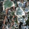Kaukasische Klimop (Hedera Colchica 'Dentata Variegata') -Tuinplanten Winkel 20121121150412 6
