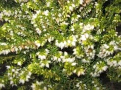 Witte Winterheide (Erica Darleyensis 'White Perfection') -Tuinplanten Winkel 20121121151033 2