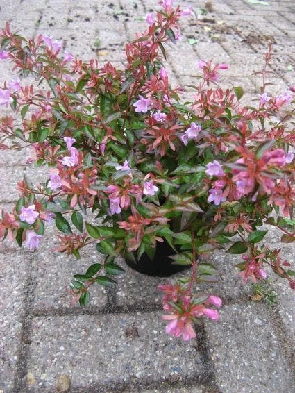 Abelia (Abelia Grandiflora 'Hopleys') 7 Abelia (Abelia Grandiflora 'Hopleys') - Afbeelding 5