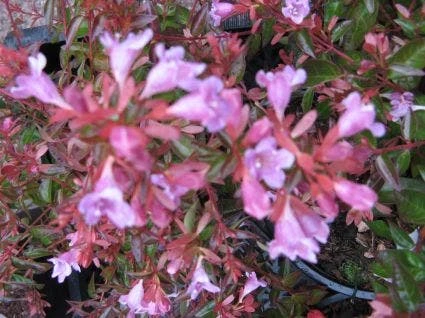 Abelia (Abelia Grandiflora 'Hopleys') 5 Abelia (Abelia Grandiflora 'Hopleys') - Afbeelding 3