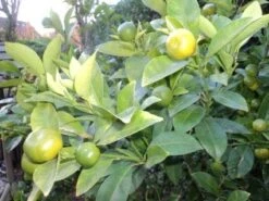 Kumquat (Citrus Kumquat) -Tuinplanten Winkel 20121201150254 7