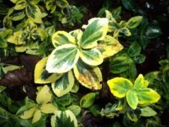 Kardinaalsmuts (Euonymus Fortunei 'Emerald 'n Gold') -Tuinplanten Winkel 20121201150351 3