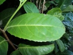 Laurier (Prunus Laurocerasus 'Rotundifolia') -Tuinplanten Winkel 20121201150917 22