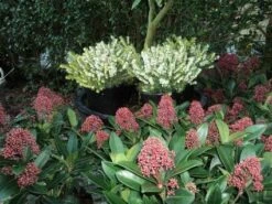 Witte Winterheide (Erica Darleyensis 'White Perfection') -Tuinplanten Winkel 20121201151140 2