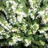 Witte Winterheide (Erica Carnea 'Isabell')