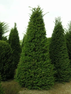 Taxus Als Egyptische Pyramide (Taxus Baccata) 11 Taxus Als Egyptische Pyramide (Taxus Baccata) -Tuinplanten Winkel 20121203113006 5