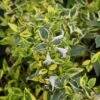 Abelia (Abelia Grandiflora 'Hopleys') -Tuinplanten Winkel 20121229103544 5 1