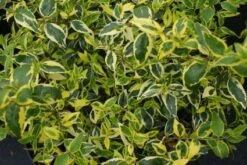 Abelia (Abelia Grandiflora 'Hopleys') 8 Abelia (Abelia Grandiflora 'Hopleys') -Tuinplanten Winkel 20121229103625 2 1 1