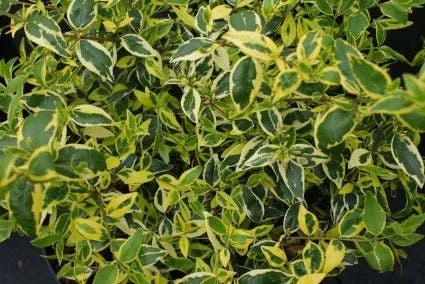 Abelia (Abelia Grandiflora 'Hopleys') 4 Abelia (Abelia Grandiflora 'Hopleys') - Afbeelding 2