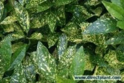 Broodboom (Aucuba Japonica 'Crotonifolia') -Tuinplanten Winkel 20121229121147 8