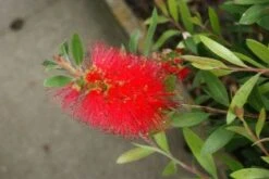 Lampepoetserplant (Callistemon Laevis) -Tuinplanten Winkel 20121229124231 6