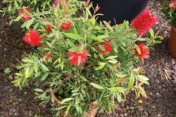 Lampepoetserplant (Callistemon Laevis) -Tuinplanten Winkel 20121229124252 6