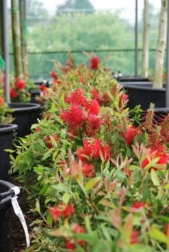 Lampepoetserplant (Callistemon Laevis) -Tuinplanten Winkel 20121229124313 6