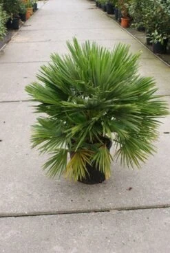 Dwergpalm (Chamaerops Humilis 'Vulcano') -Tuinplanten Winkel 20121229152912 2