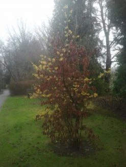 Toverhazelaar (Hamamelis Intermedia 'Arnold Promise') -Tuinplanten Winkel 20130113135921 6