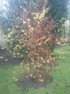 Toverhazelaar (Hamamelis Mollis) 9 Toverhazelaar (Hamamelis Mollis) -Tuinplanten Winkel 20130113140034 40 8