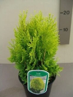 Levensboom (Thuja Orientalis 'Aurea Nana') -Tuinplanten Winkel 20130119173253 10