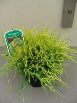 Dwergcypres (Chamaecyparis Pisifera 'Sungold') -Tuinplanten Winkel 20130120140603 2