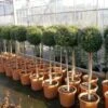Liguster Op Stam (Ligustrum Delavayanum) -Tuinplanten Winkel 20130120143604 4