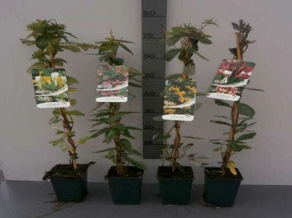 Kamperfoelie (Lonicera Japonica 'Halliana') 4 Kamperfoelie (Lonicera Japonica 'Halliana') - Afbeelding 2