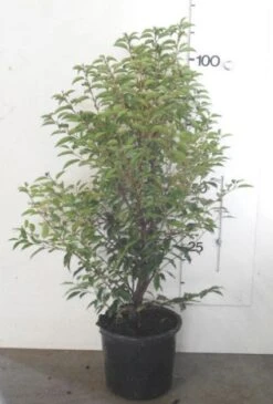 Portugese Laurier, Piramide (Prunus Lusitanica ) -Tuinplanten Winkel 20130120154147 8