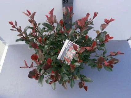 Glansmispel (Photinia Fraseri 'Little Red Robin') 4 Glansmispel (Photinia Fraseri 'Little Red Robin') - Afbeelding 2