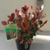 Glansmispel (Photinia Fraseri 'Little Red Robin') -Tuinplanten Winkel 20130120155425 4