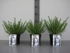 Prostanthera (Prostanthera Cuneata) 13 Prostanthera (Prostanthera Cuneata) -Tuinplanten Winkel 20130120155913 1