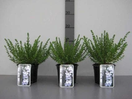 Prostanthera (Prostanthera Cuneata) 7 Prostanthera (Prostanthera Cuneata) - Afbeelding 5