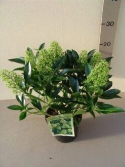 Skimmia (Skimmia Confusa 'Kew Green') -Tuinplanten Winkel 20130120161109 3